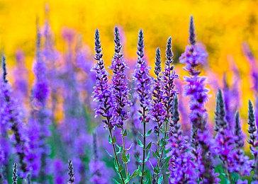 《EA SPORTS FC 25》加入任天堂试玩会 可免费游玩Switch版 